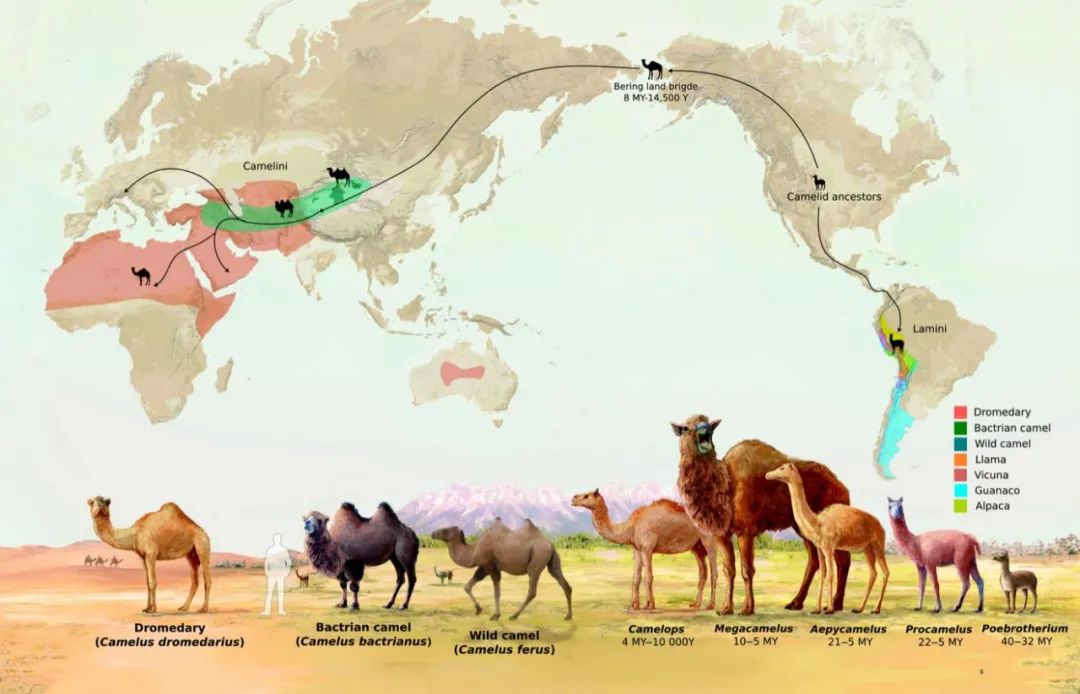 介绍羊驼为什么是神兽,羊驼为什么被誉为神兽
