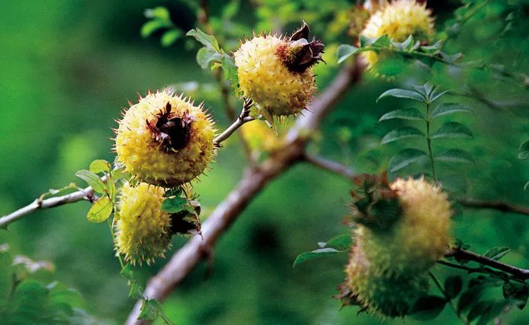 双城记⑧|开放前沿生态之州，一衣带水，无限深情