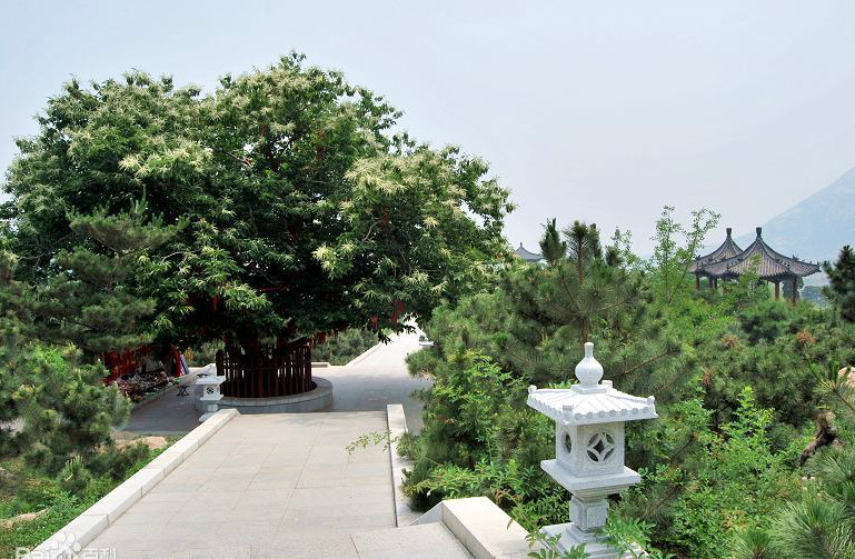 山东泰山美丽小视频,山东济南青铜山的景点