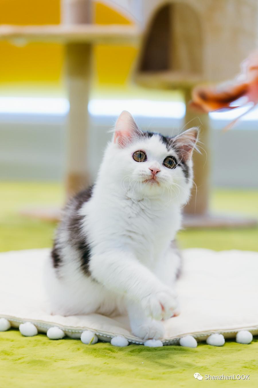 LOOK|海岸城更新·「宠物Mall」限时开放