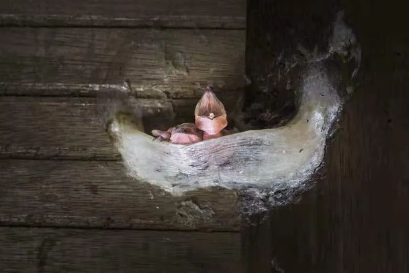 燕窝进口关税多少,进口燕窝哪种比较好