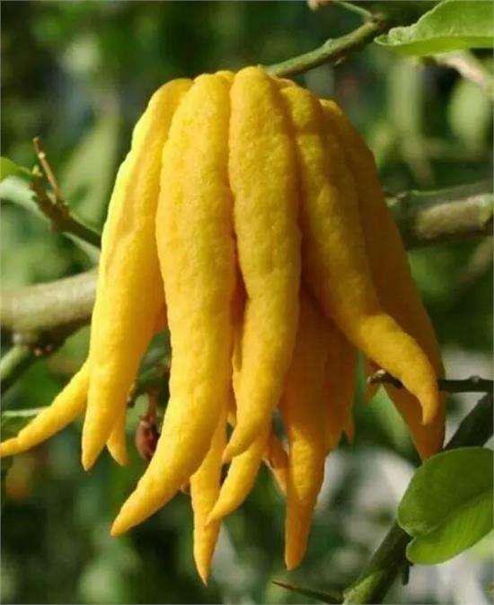 曲径通幽绿树环绕鸟语花香,曲径通幽空气清新