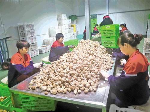 香菇小镇扶贫手册,香菇扶贫基地开建