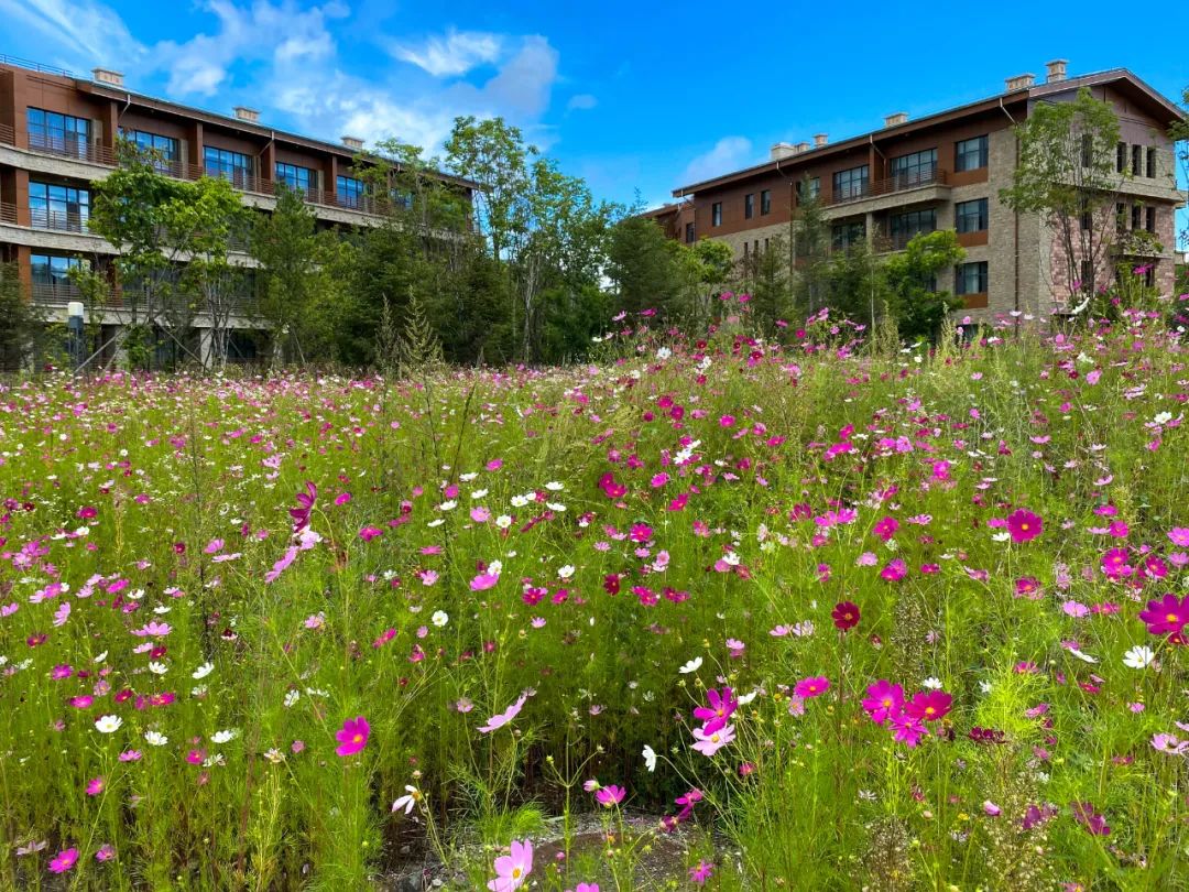 去长白山哪家酒店度假最好,长白山最佳观景酒店