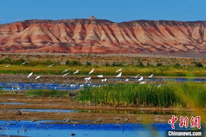今日白露美句美文,今日白露五律诗