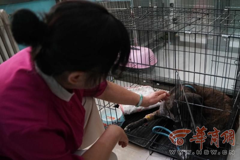 忠犬黑子主人现状,忠犬黑子的故事