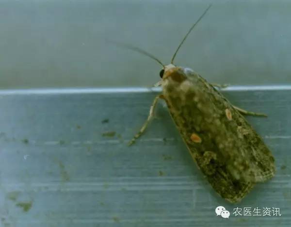 蔬菜害虫图谱,蔬菜害虫100种图谱