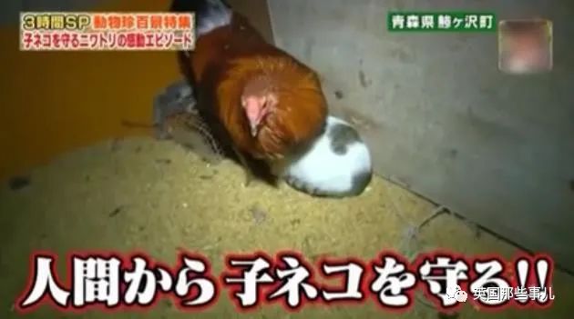 大爷养鸡为吃肉，但却不忍杀鸡。这背后秘密，莫名奇妙可爱