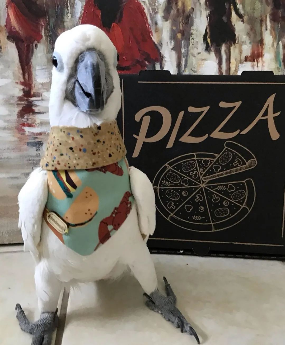 沙雕萌宠集合地,沙雕又可爱的萌宠