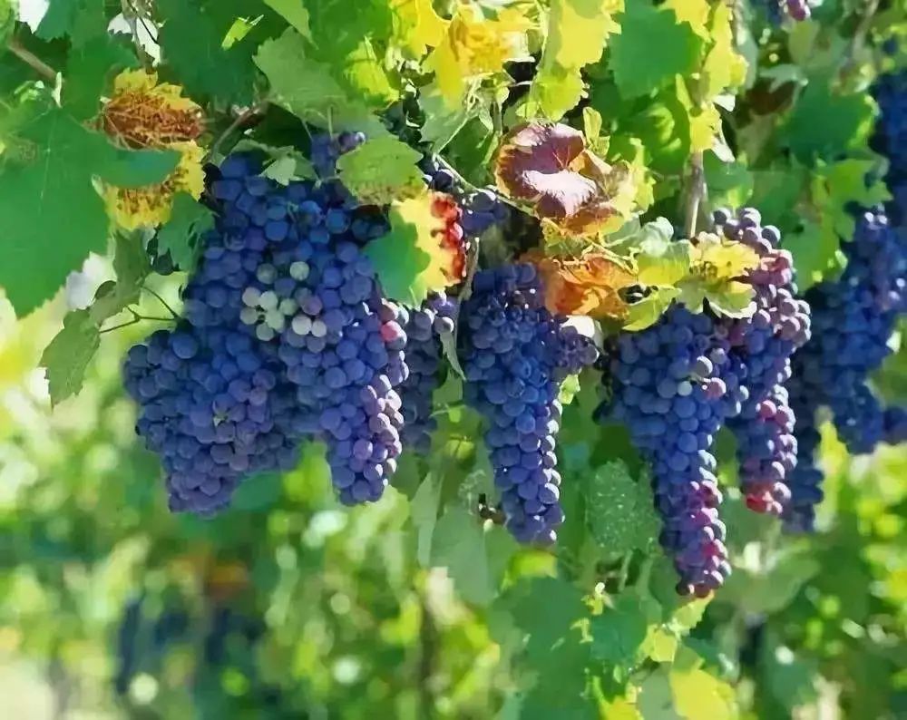 收藏！四川十二月月月hei惊艳