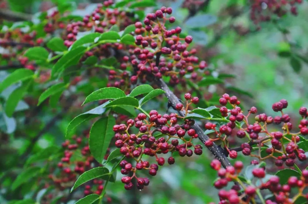 收藏！四川十二月月月hei惊艳