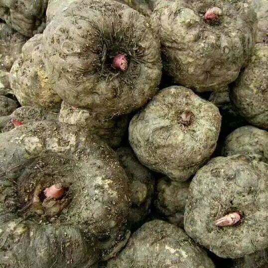 收藏！四川十二月月月hei惊艳