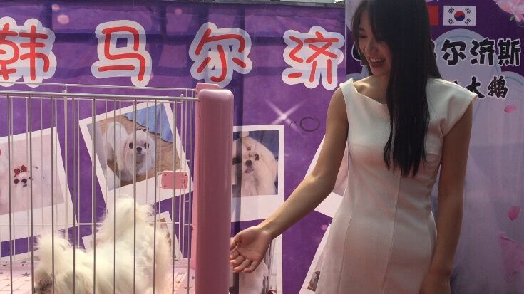 宠物交易应不应该被禁止,宠物交易受法律保护吗