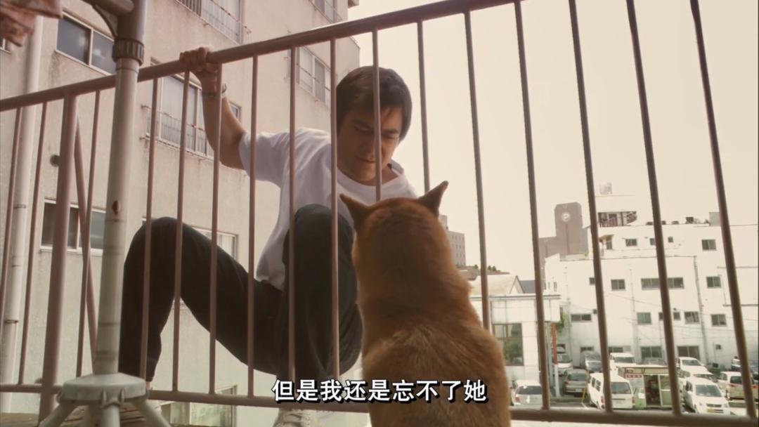 养了十年的狗和出生的婴儿,养了10年的狗和男朋友你选谁