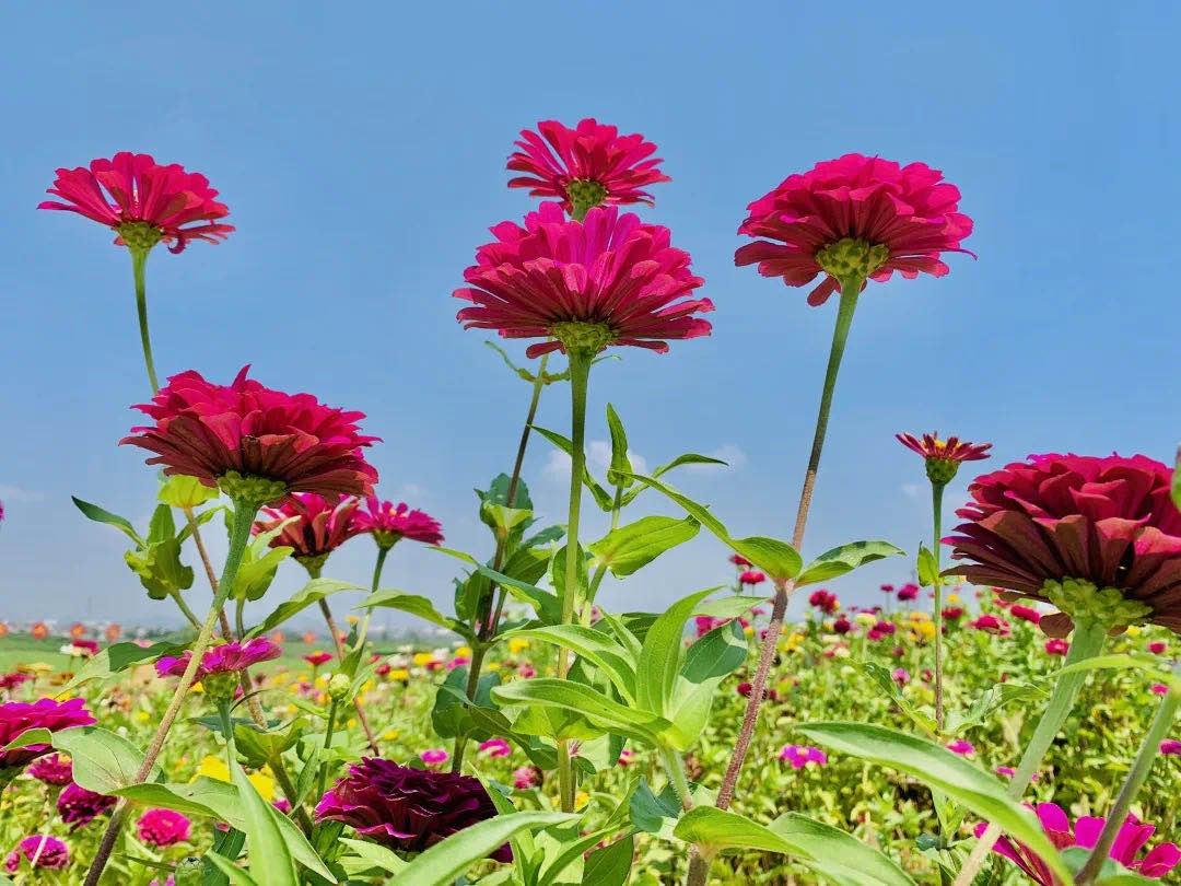 国庆南京江宁一日游,江宁避暑一日游