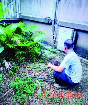 厦一小区居民楼边榕树根系繁盛拱起地面物业已适度修剪