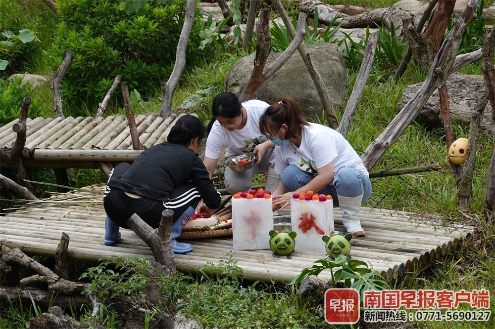 大熊猫三胞胎过中秋吃月饼,大熊猫三胞胎吃月饼庆中秋新闻