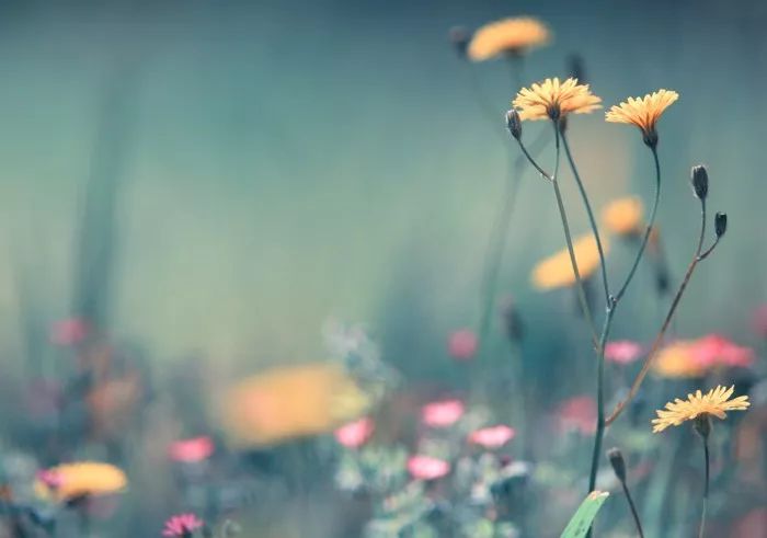 朱芝玲简历,朱芝玲个人资料