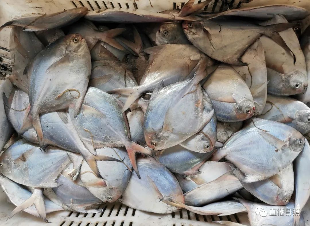 螃蟹5元一斤,日照海鲜螃蟹多少钱