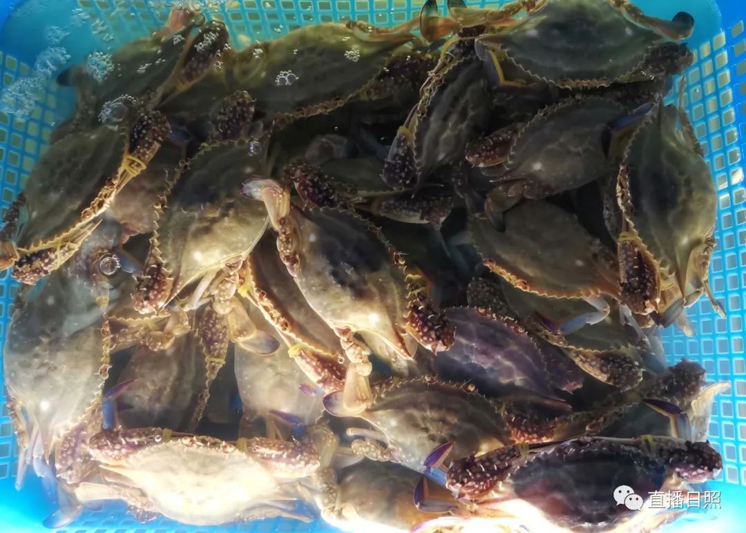 螃蟹5元一斤,日照海鲜螃蟹多少钱