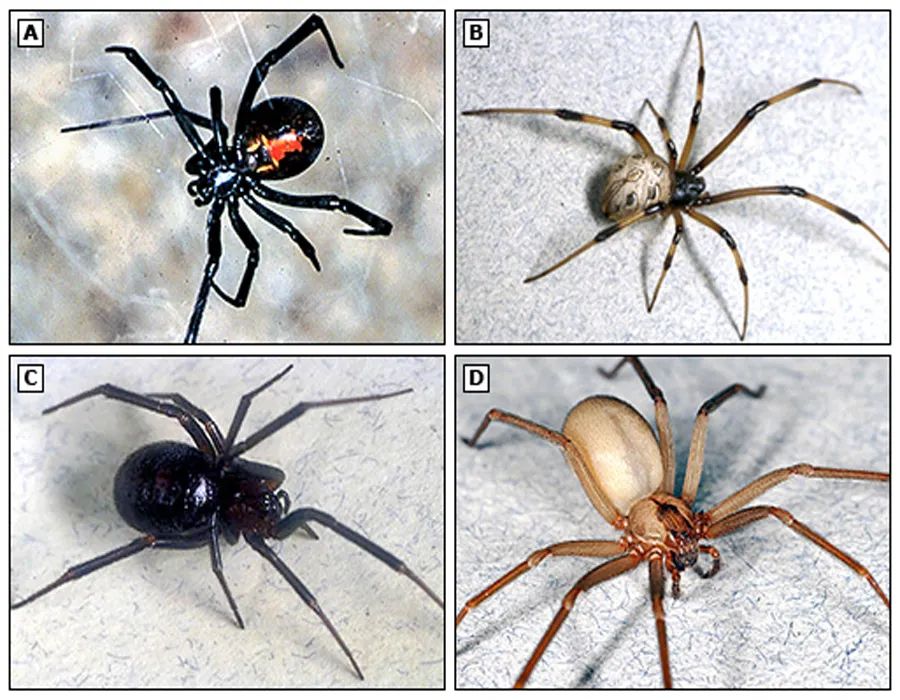 蜘蛛咬伤并且恶化了最佳治疗方法,疑似被咬怎么办