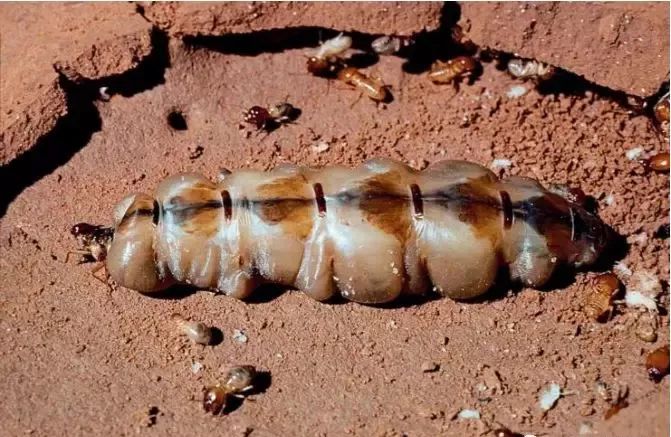 白蚁一般会在家里什么地方出现,家里发现白蚁用什么药消灭