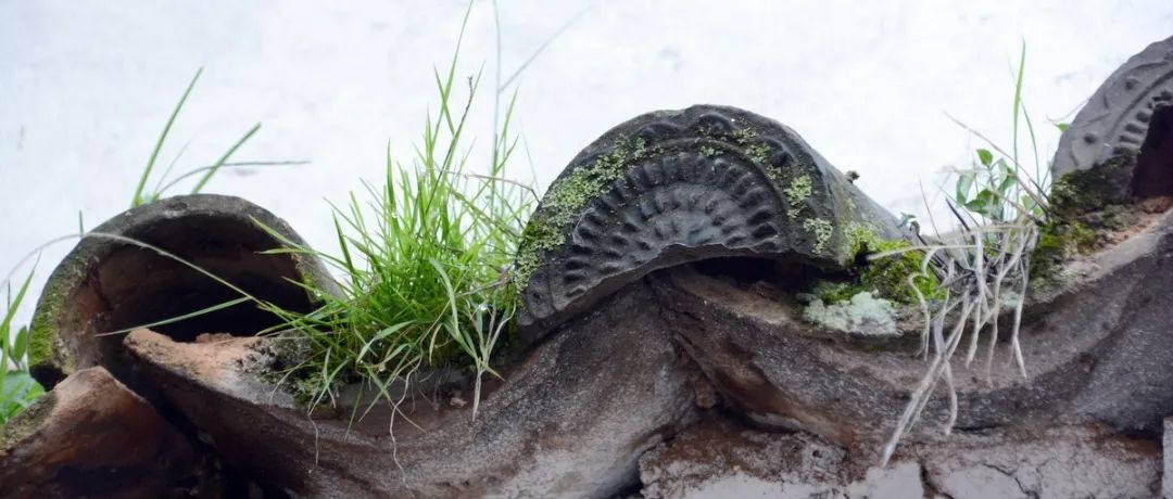 昆明春城秀图片,昆明正宗春城秀