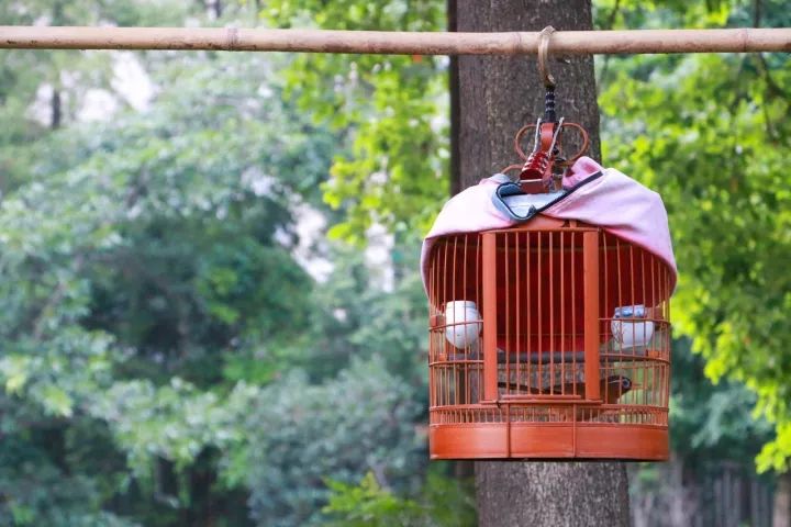 成都1100个公园俯瞰,成都100个公园规划图