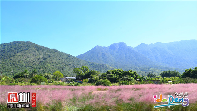 七娘山下禾塘湿地公园,大鹏禾塘湿地公园粉黛乱子草