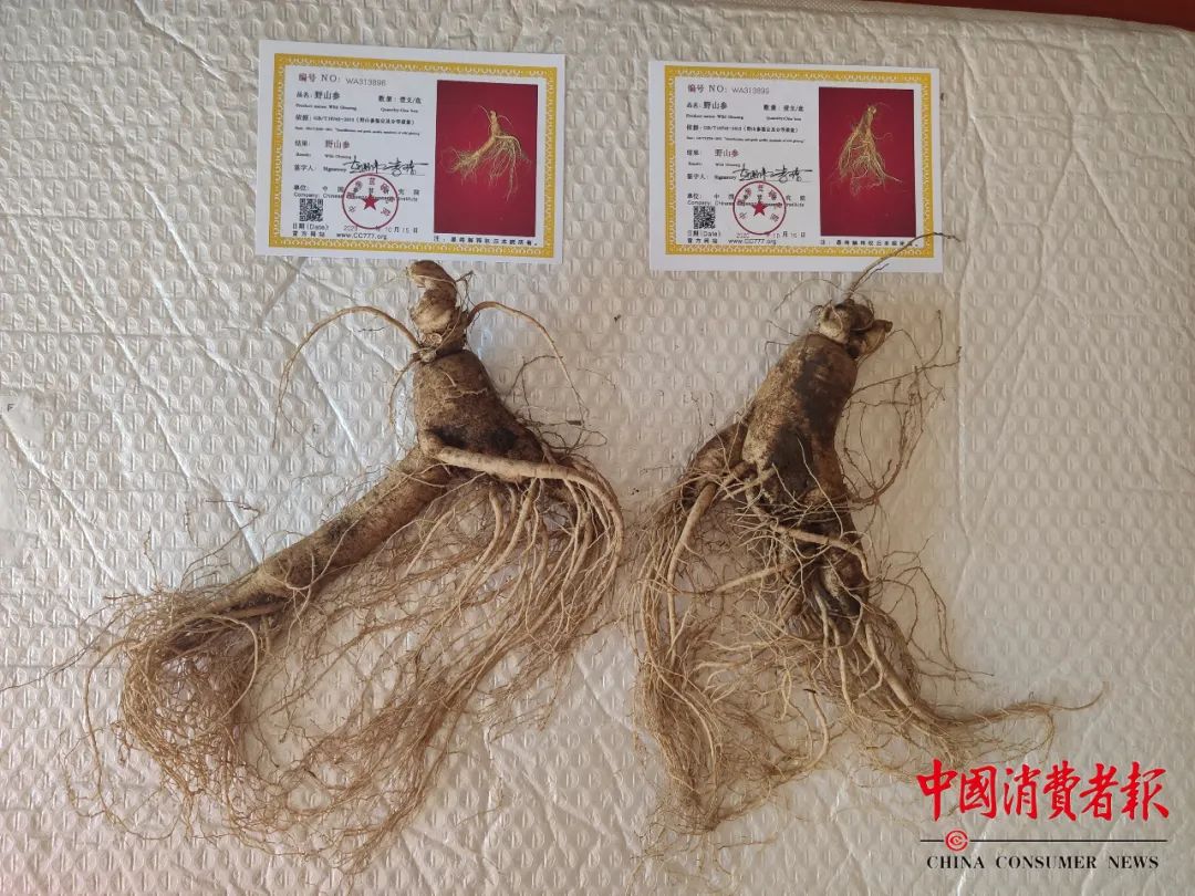 记者暗访！给“野山参”办*证假**，5元一张......