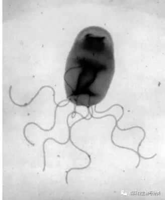 撸猫得怪病,儿童撸猫得病