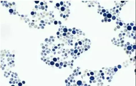 南方协和身体乳推荐,老牌国货身体乳协和