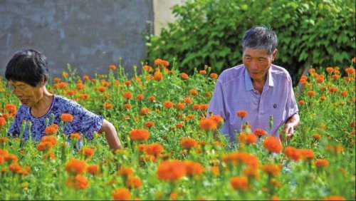 白城市脱贫攻坚,白城奋力拼搏