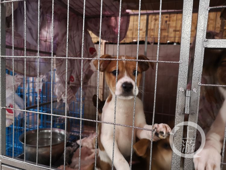 68岁老人收养1300只小动物,68岁老奶奶收养1300只流浪动物