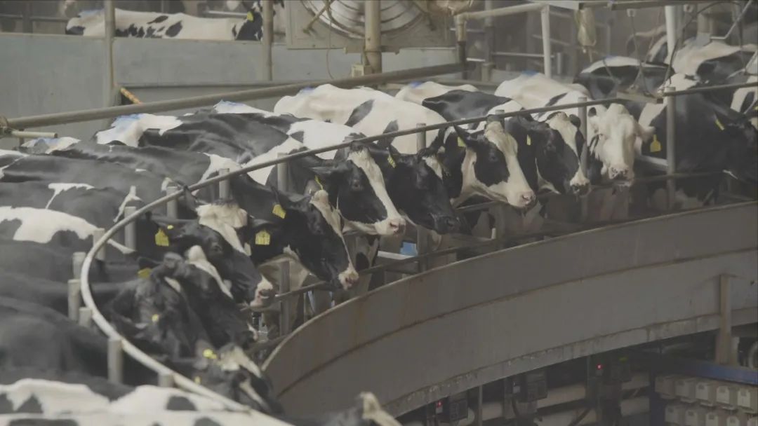 内蒙古赤峰天山的牛,通辽的牛和赤峰的牛区别