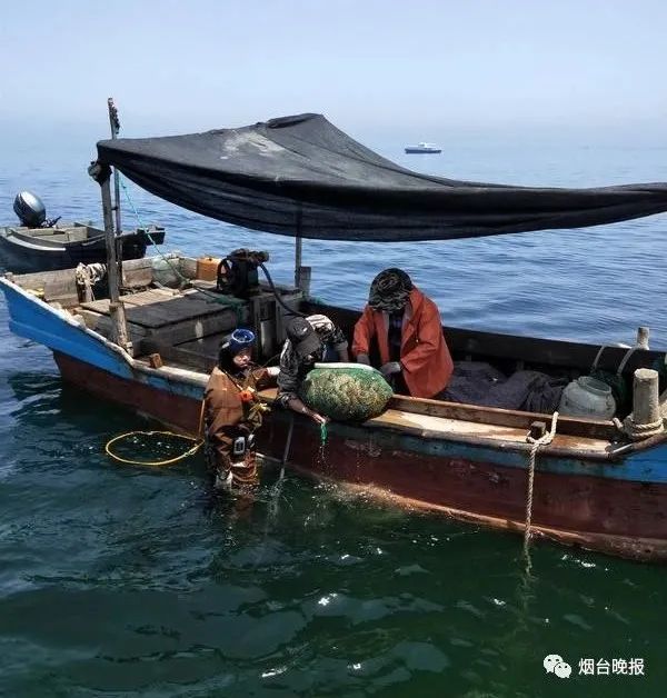 烟台精品野海参多少钱,荣成海洋牧场海参