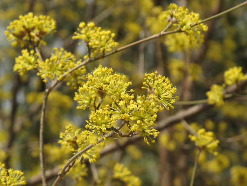 园林科普,园林树木科普