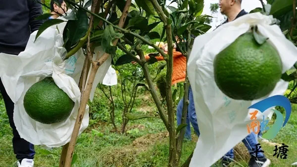 产业兴旺领航乡村振兴——平塘县特色农业产业发展综述