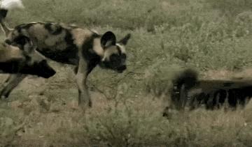 蜜獾被一条蟒蛇生吞了,蜜獾捕食大蟒蛇