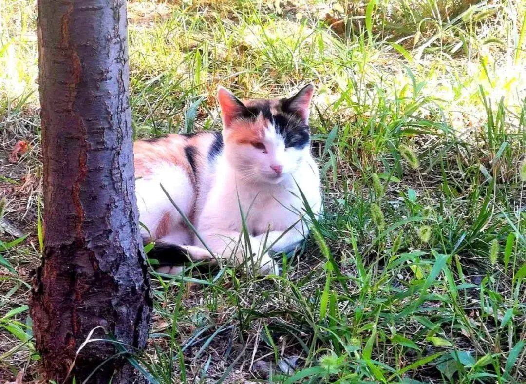 “天猫”来了？天大的猫猫们有自己的表情包啦！点击*载下**