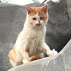 “天猫”来了？天大的猫猫们有自己的表情包啦！点击*载下**