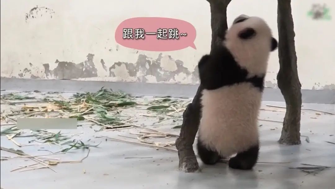 熊猫圆仔圆宝能回大陆了吗,大熊猫国宝亮相