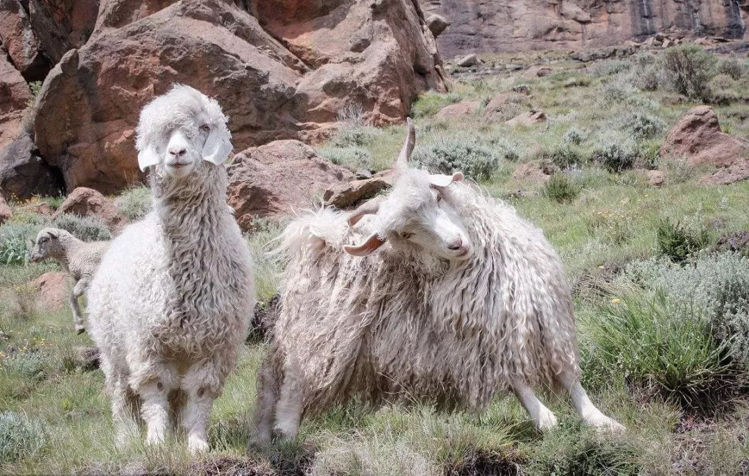 精选羊毛衫是你不容错过的款,羊毛衫要不要买大点防止缩水