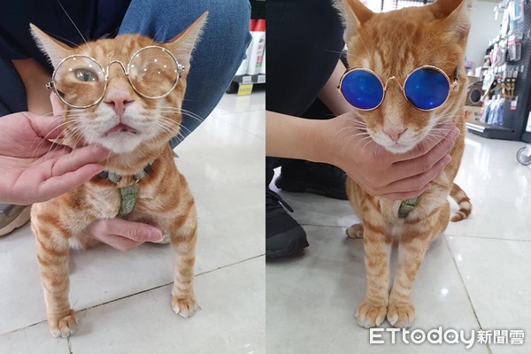 出乃玩!萌橘「招财猫挥手」求陪玩 同伴翻肚已读:静静看你装B