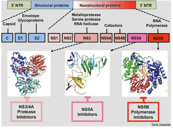 hcv感染用药,丙肝hcv好治疗吗