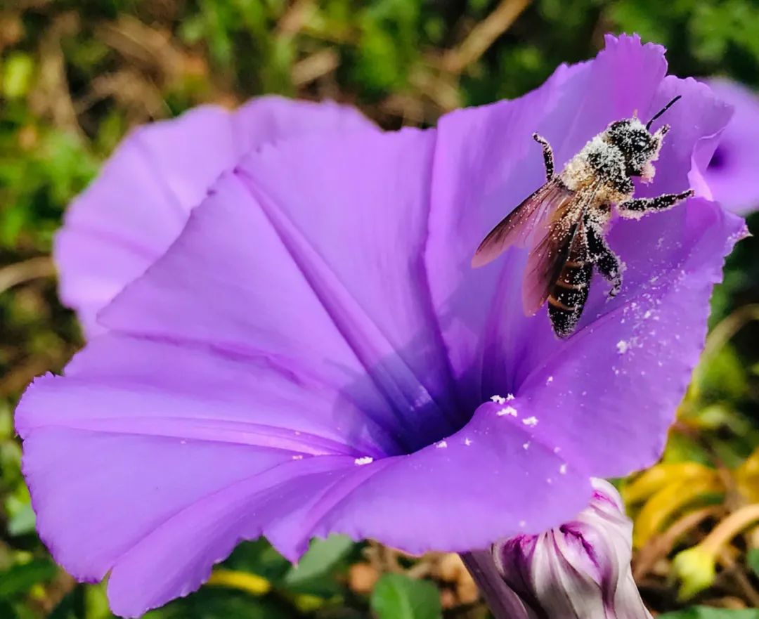 西盟“眼”:美丽乡村的“宠儿”——牵牛花