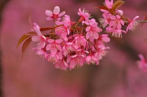 昆明春城风光秀,昆明春城秀小视频