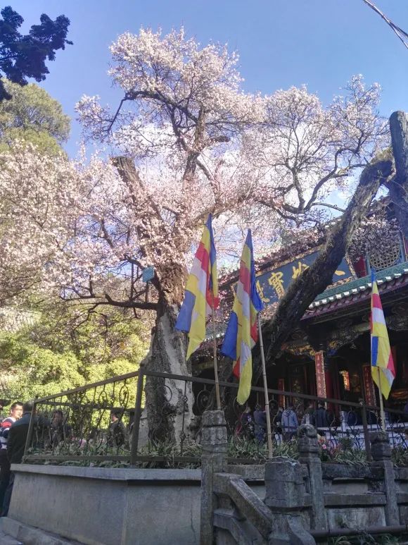 昆明春城风光秀,昆明春城秀小视频