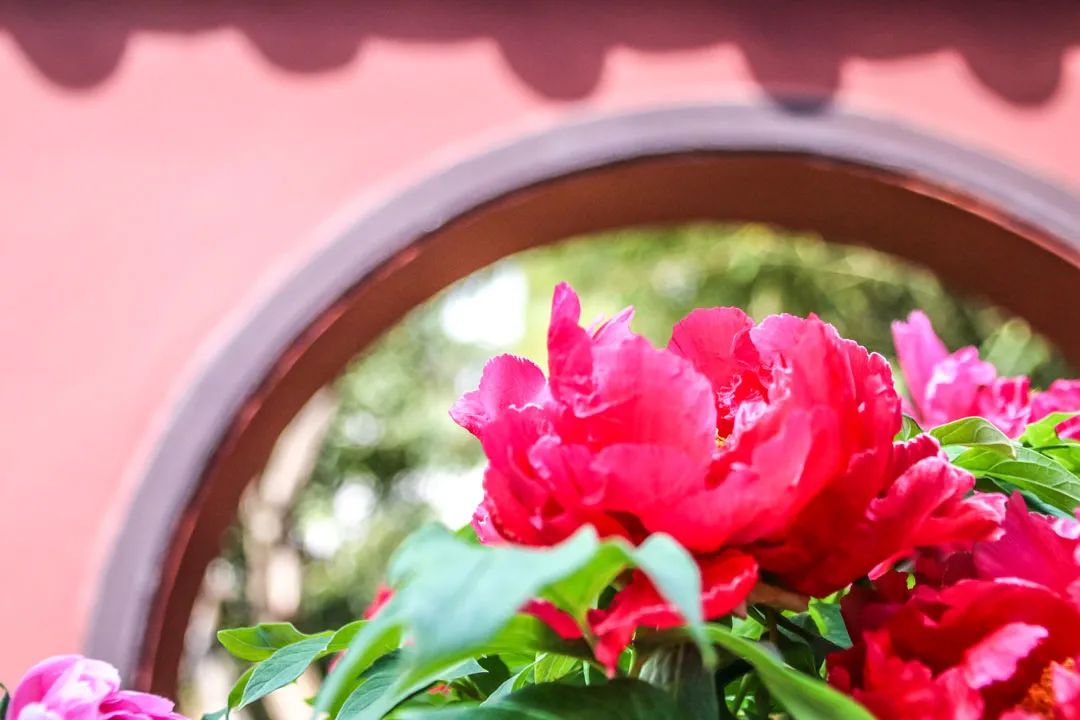 昆明春城风光秀,昆明春城秀小视频