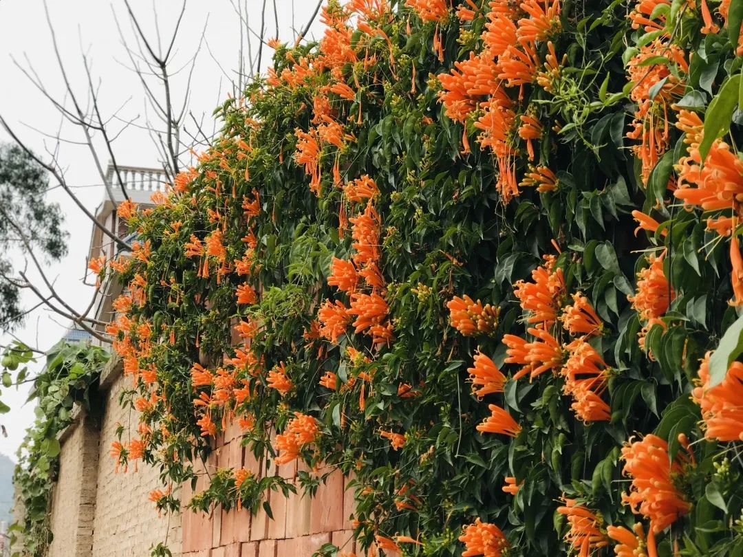 昆明春城风光秀,昆明春城秀小视频